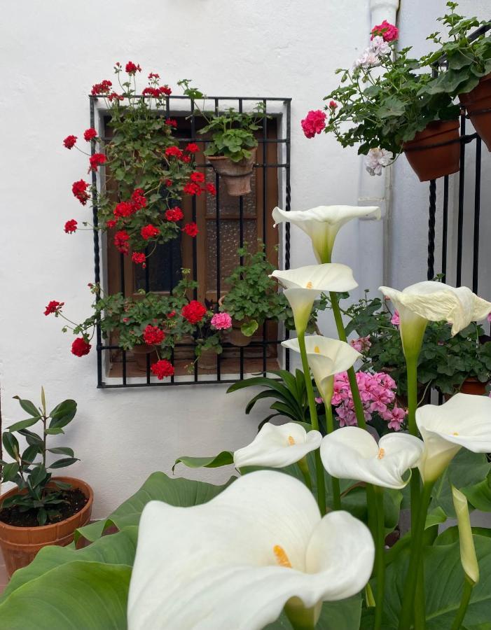 El Patio De Regina Apartment Cordoba Ngoại thất bức ảnh