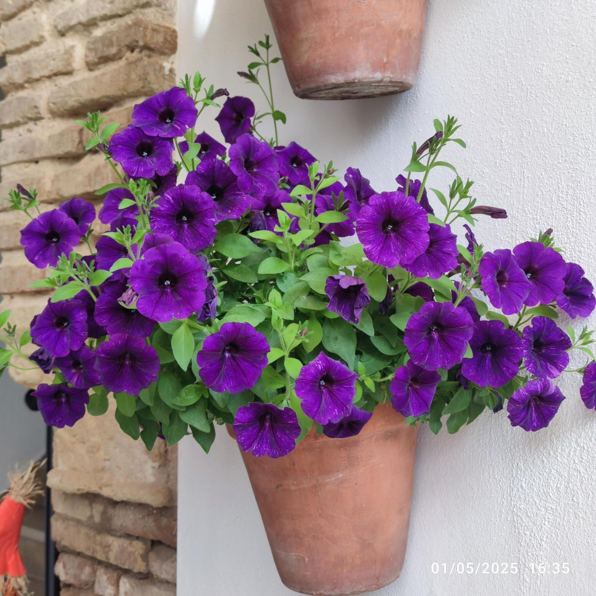 El Patio De Regina Apartment Cordoba Ngoại thất bức ảnh