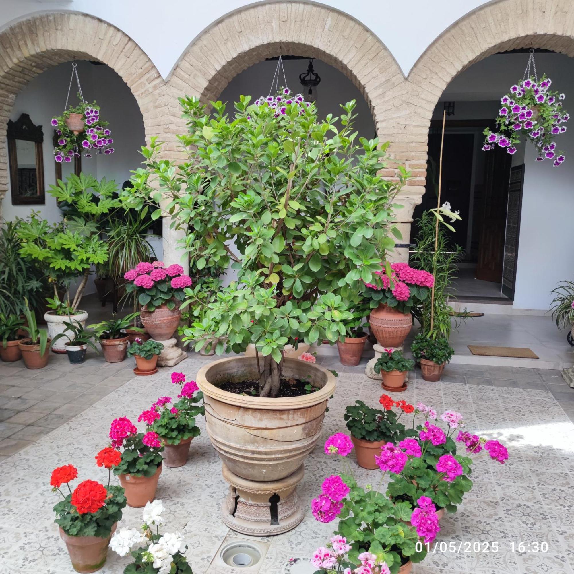 El Patio De Regina Apartment Cordoba Ngoại thất bức ảnh
